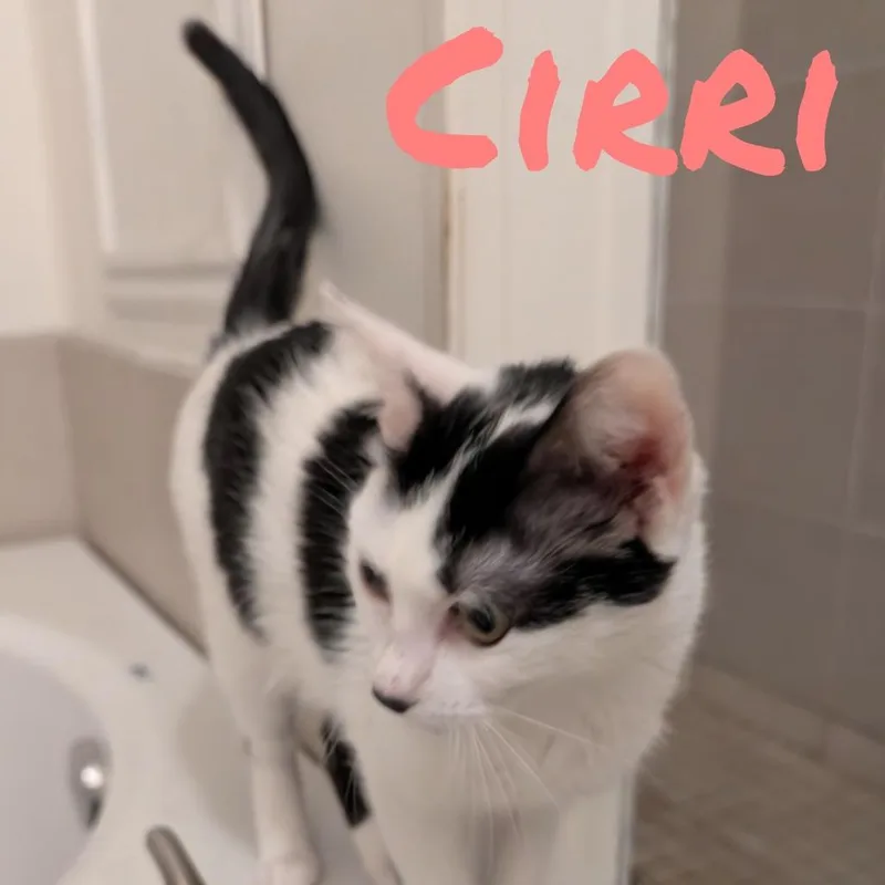 Cirri