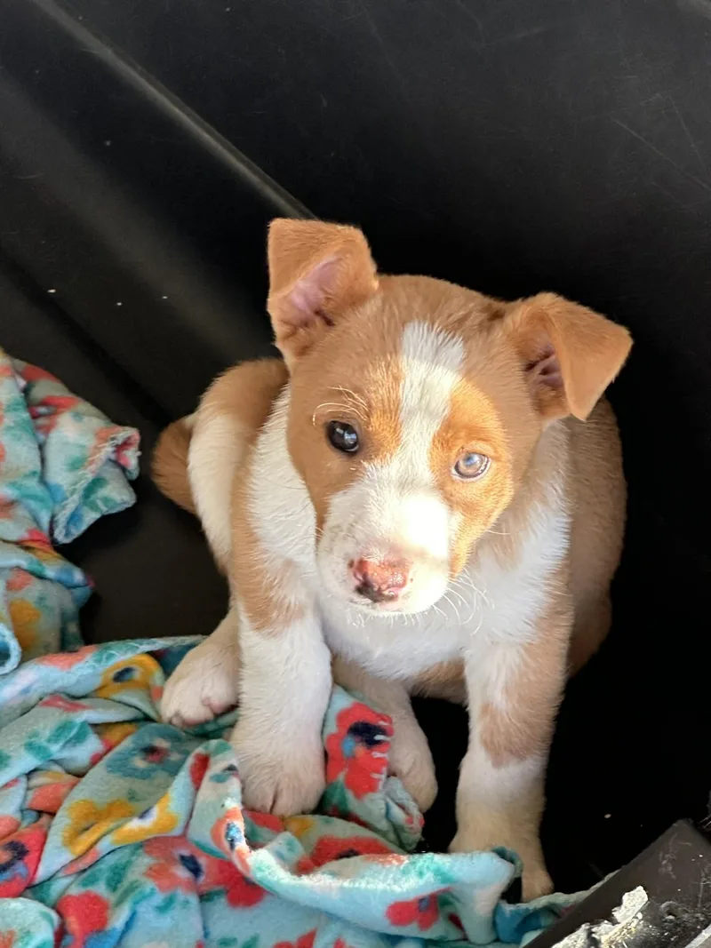 Cheer Bear Eg In thumbnail 2