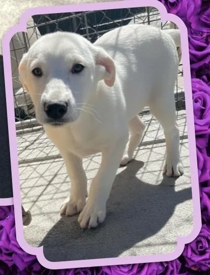 Tutti Frutti thumbnail 2