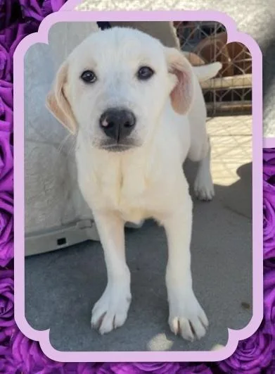 Tutti Frutti thumbnail 3