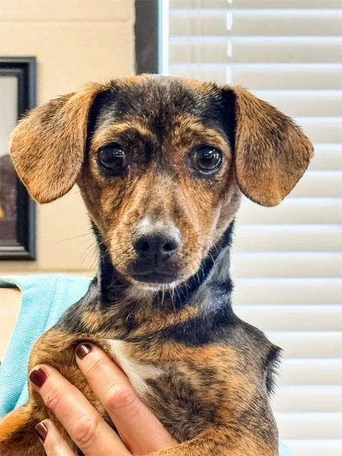 Magenta Rose thumbnail 2