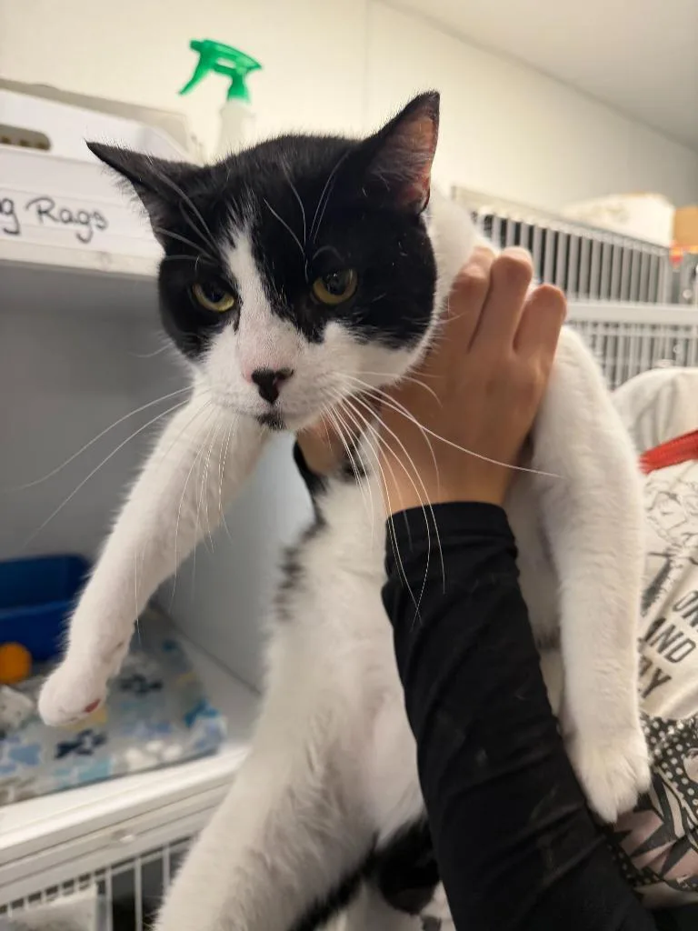 Chiquito thumbnail 2