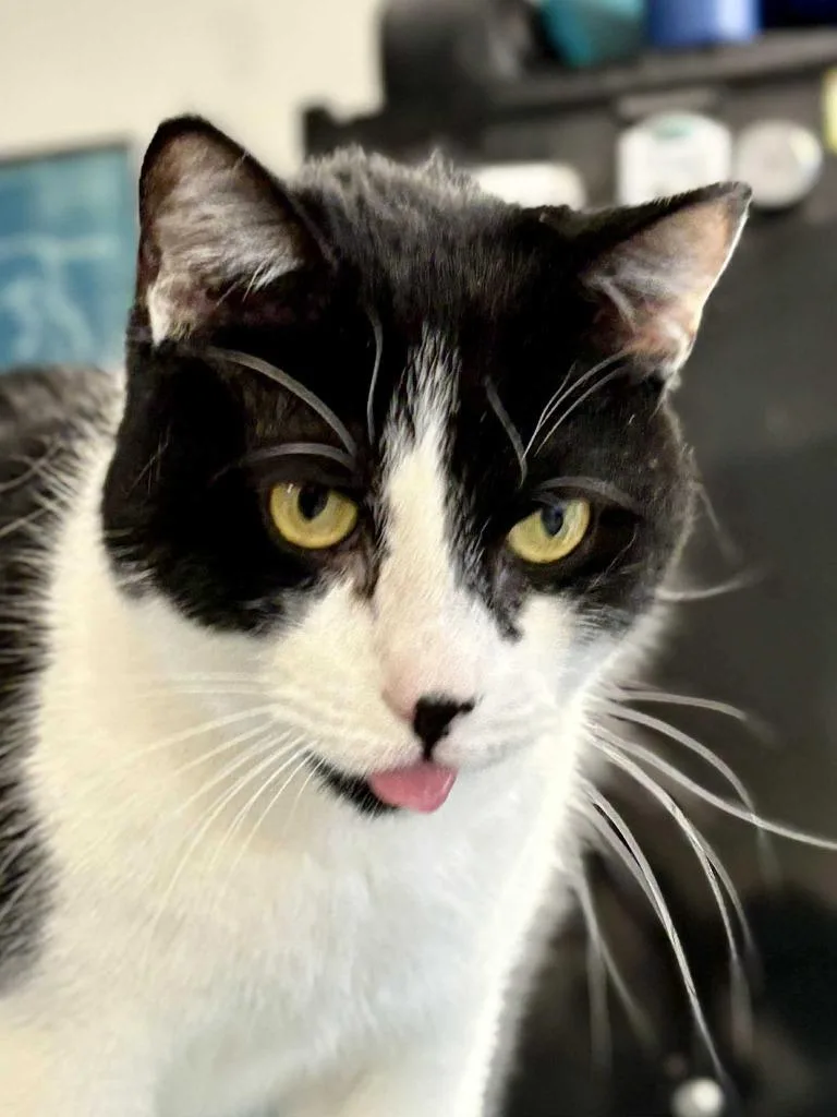 Chiquito thumbnail 3