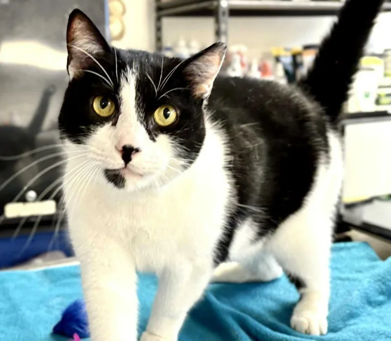 Chiquito thumbnail 4