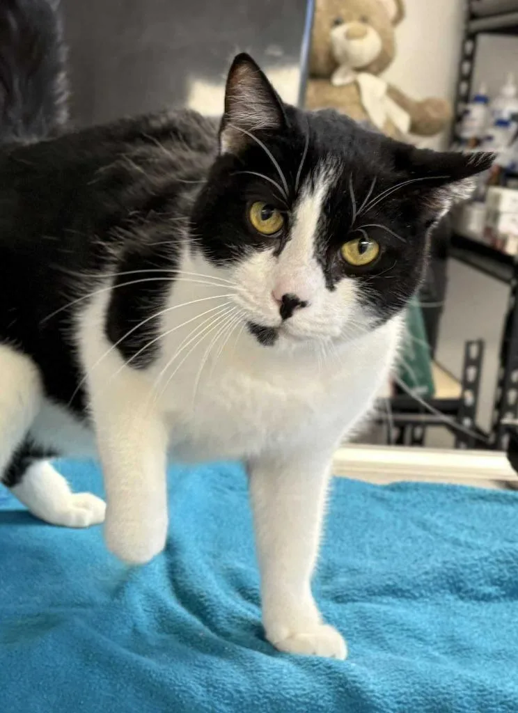 Chiquito thumbnail 5