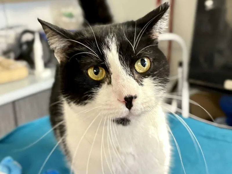 Chiquito thumbnail 6