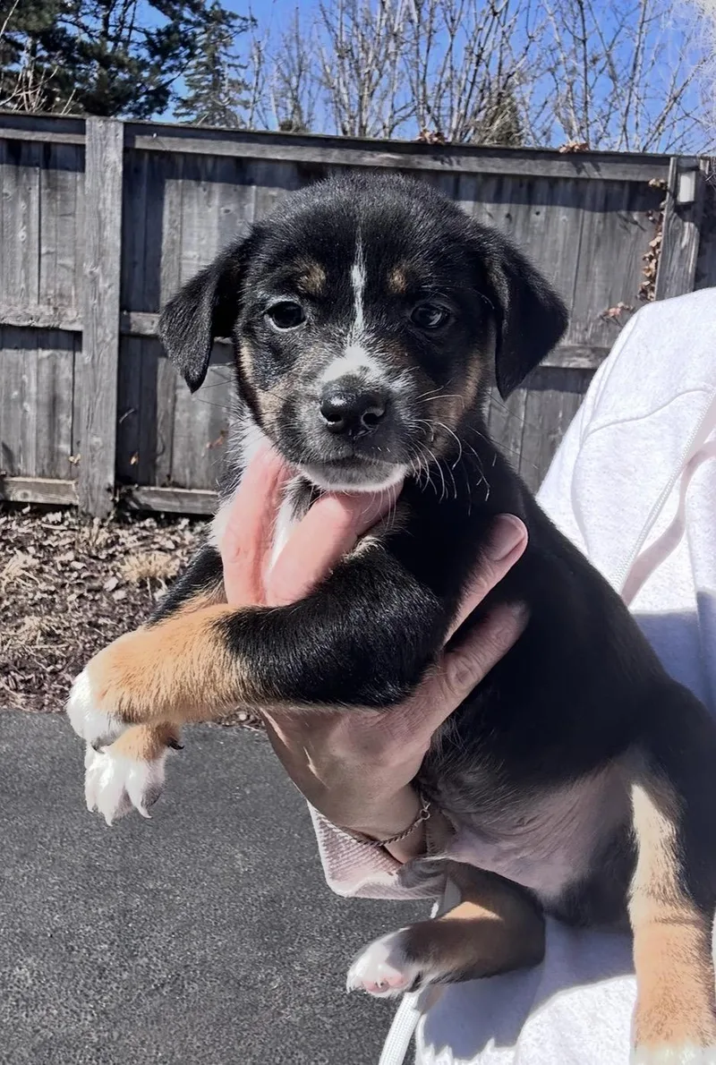 Chipotle thumbnail 2