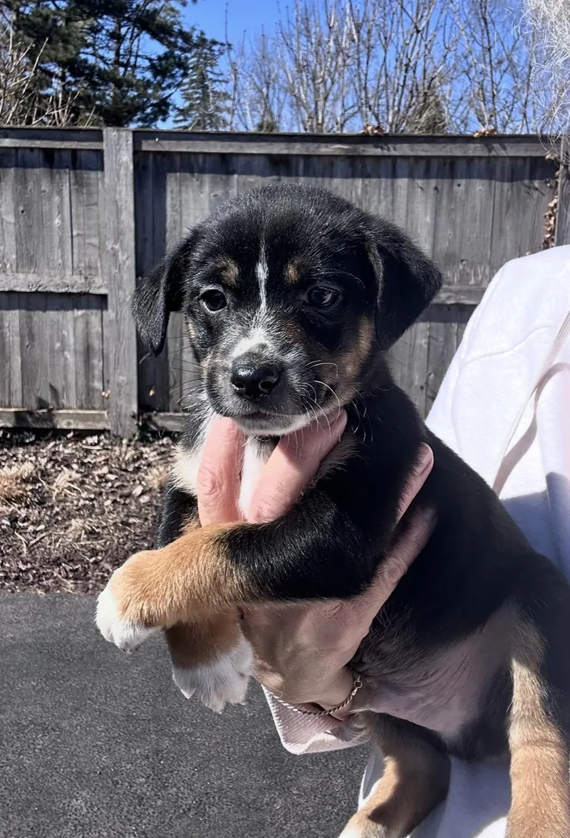 Chipotle thumbnail 3