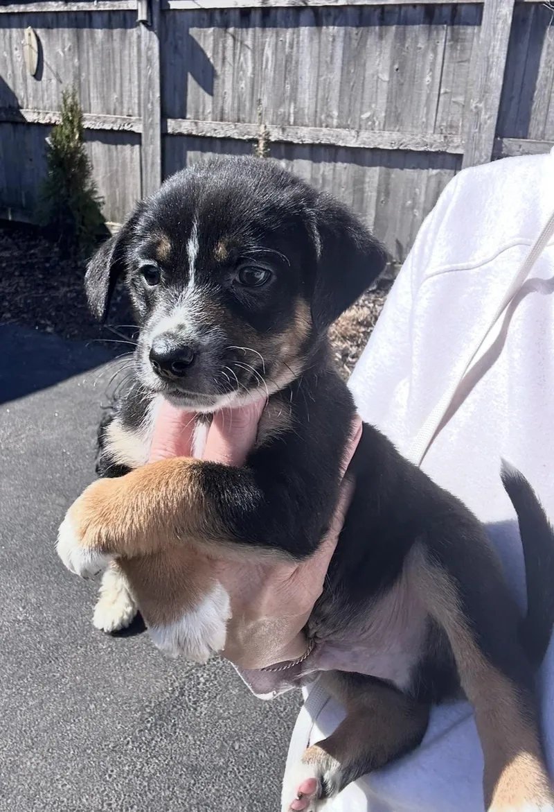 Chipotle thumbnail 4