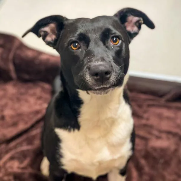 Twilight thumbnail 4