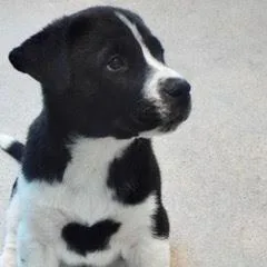 Buttercup thumbnail 2