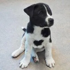 Buttercup thumbnail 3