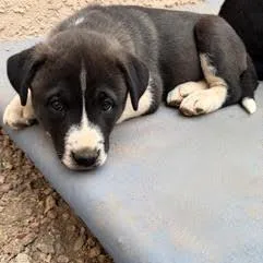 Buttercup thumbnail 4