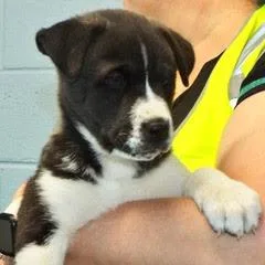 Buttercup thumbnail 5