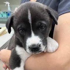 Buttercup thumbnail 6