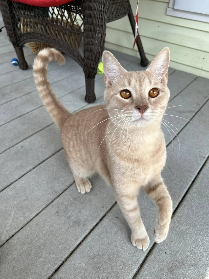 Gazpacho thumbnail 2