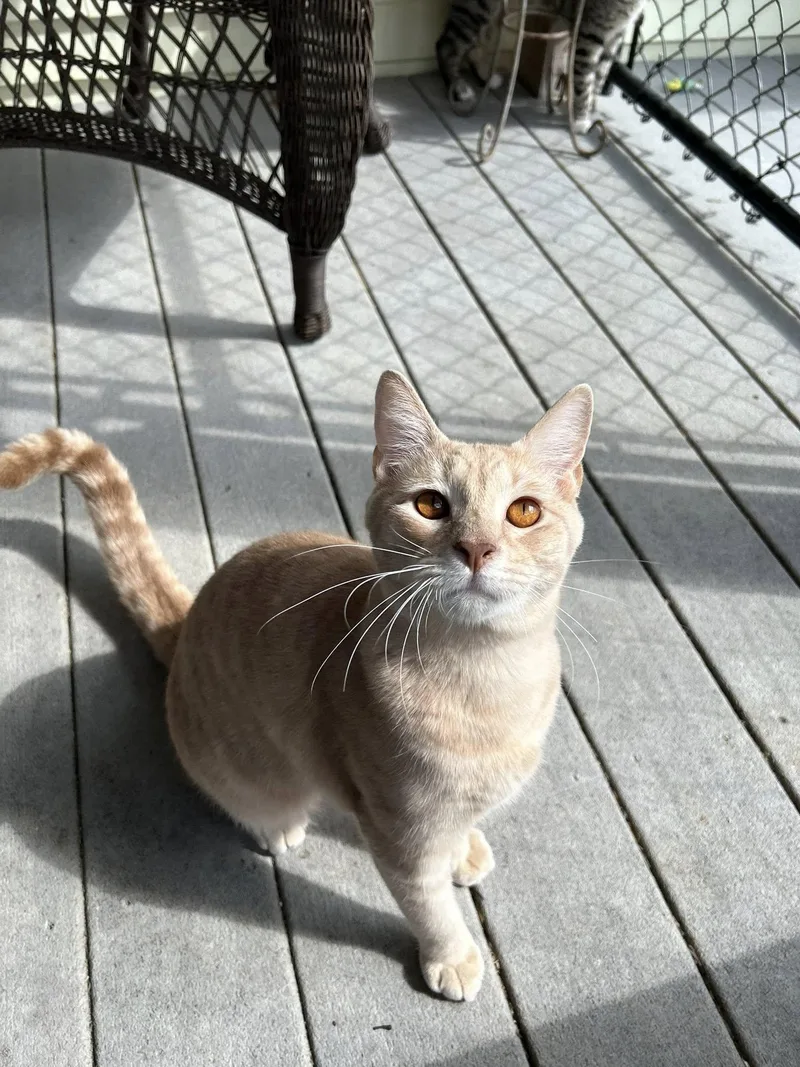 Gazpacho thumbnail 3