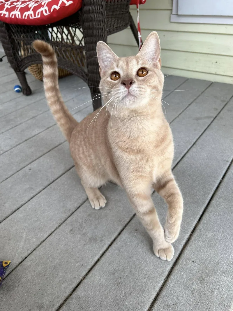 Gazpacho thumbnail 4