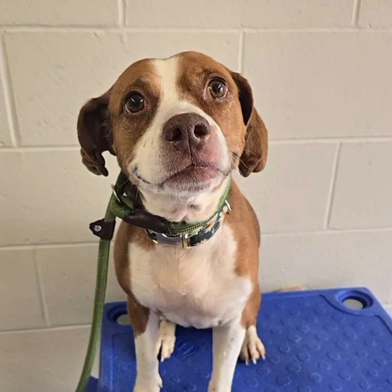 Cauliflower thumbnail 2