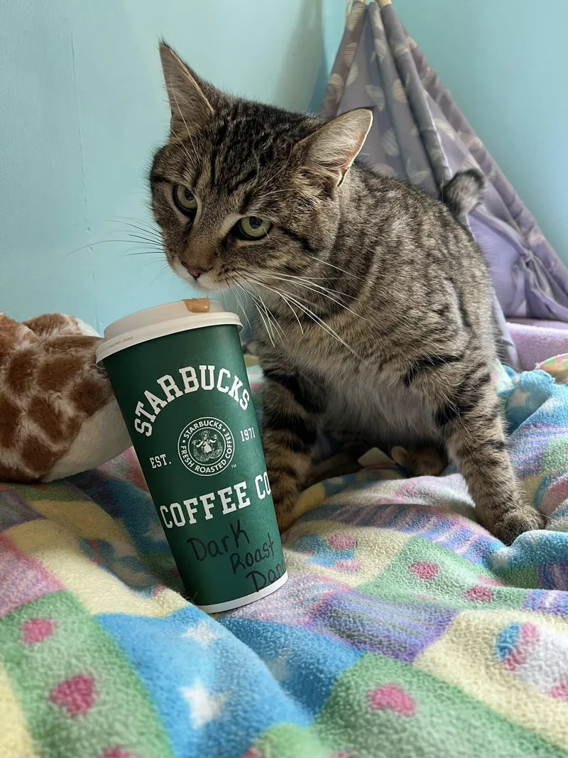 Dark Roast Danny thumbnail 2