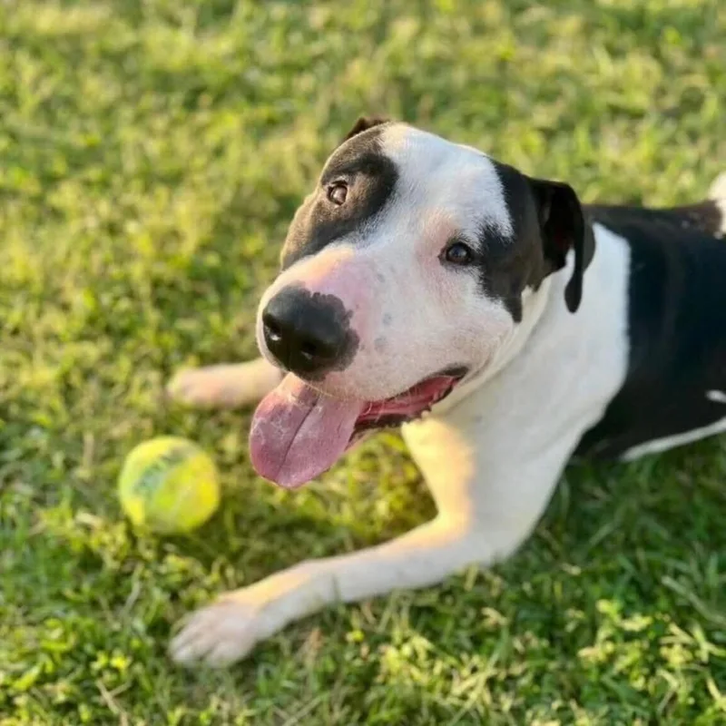 Macho Man thumbnail 3