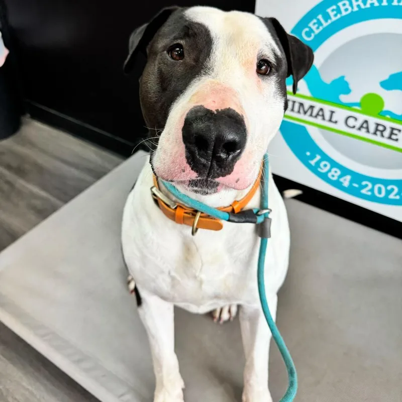 Macho Man thumbnail 4