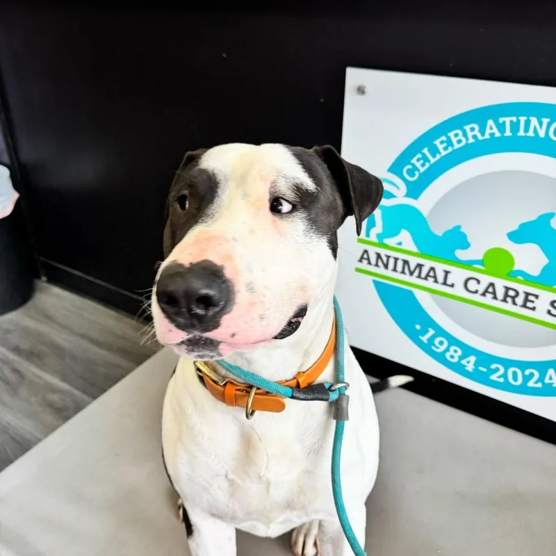 Macho Man thumbnail 5