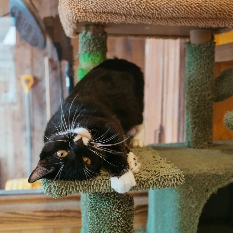 Miss Tigey thumbnail 2