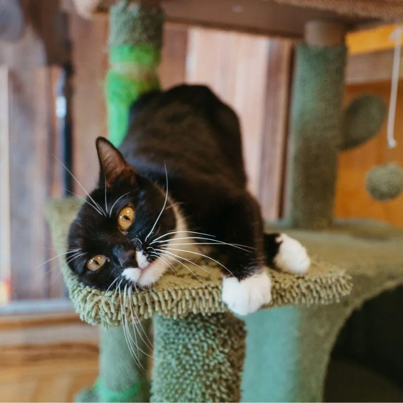 Miss Tigey thumbnail 3