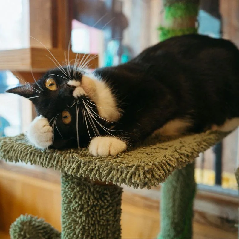 Miss Tigey thumbnail 4