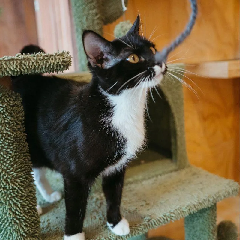 Miss Tigey thumbnail 5