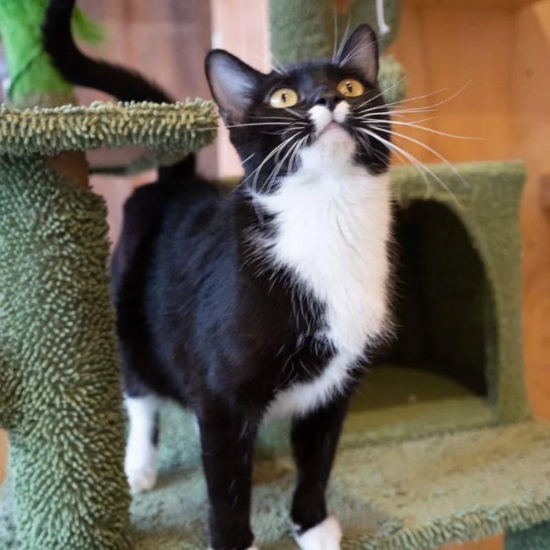 Miss Tigey thumbnail 6