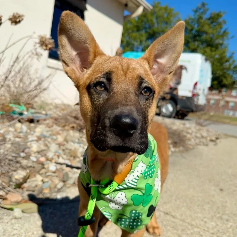 Harmonica thumbnail 2