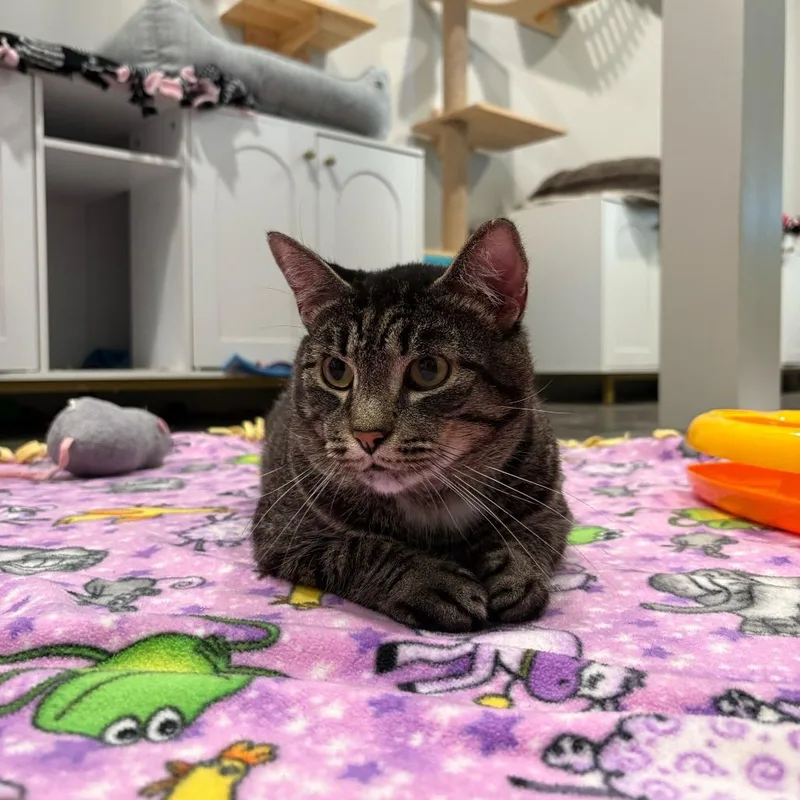 Nintendo thumbnail 4