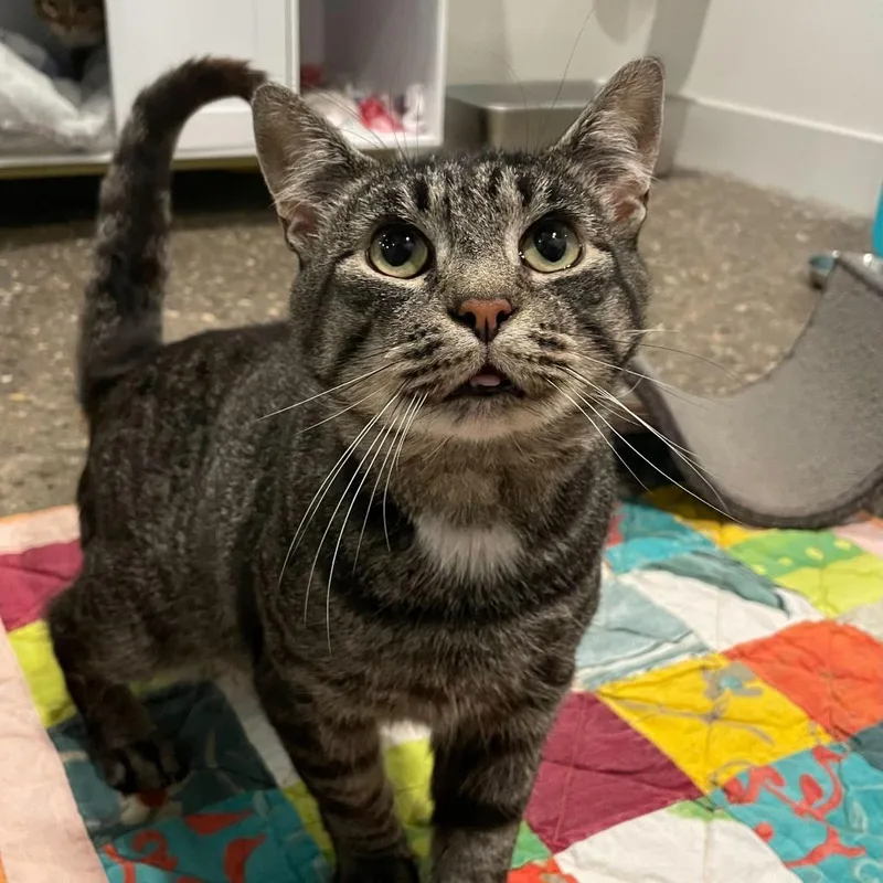 Nintendo thumbnail 5