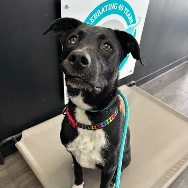 Shark Bait thumbnail 2