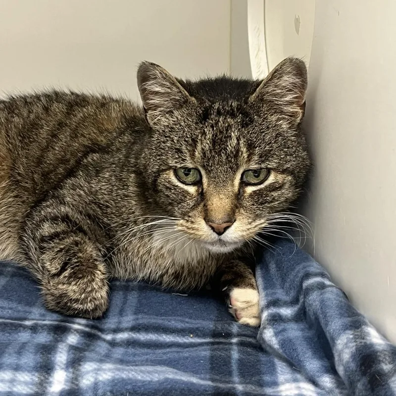 Mister Albert Og thumbnail 2