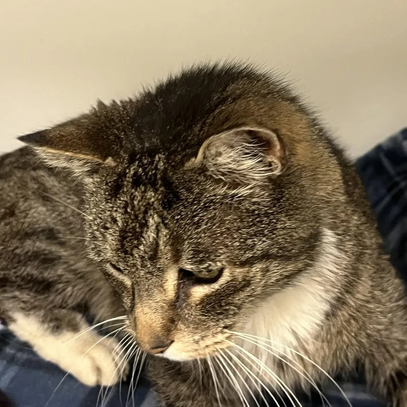 Mister Albert Og thumbnail 4