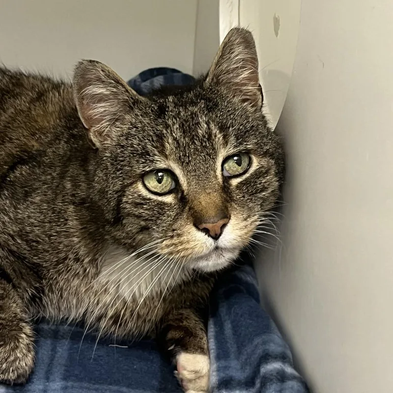 Mister Albert Og thumbnail 5