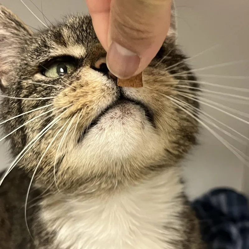 Mister Albert Og thumbnail 6