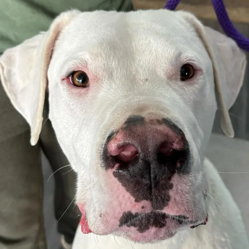 Mojo Dojo thumbnail 2