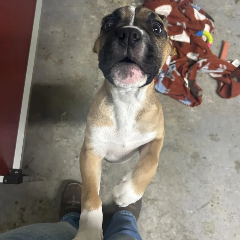 The Hamburglar thumbnail 2