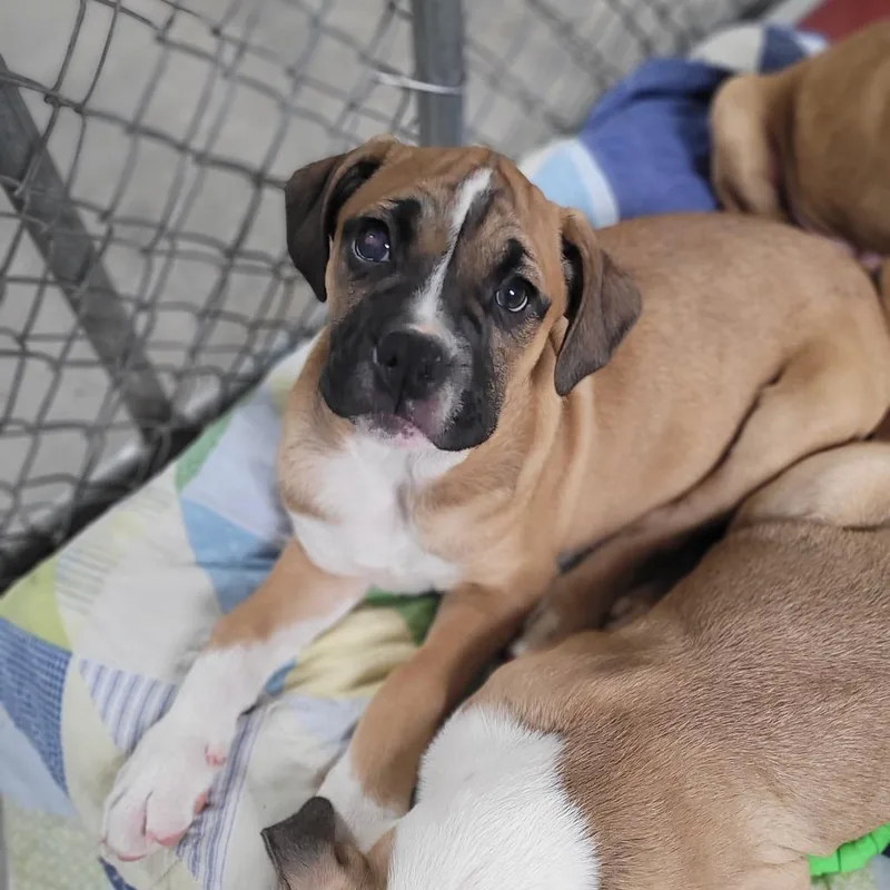 The Hamburglar thumbnail 3