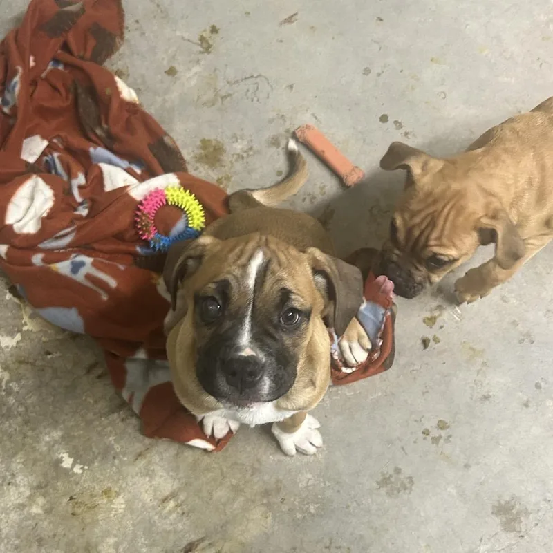 The Hamburglar thumbnail 4