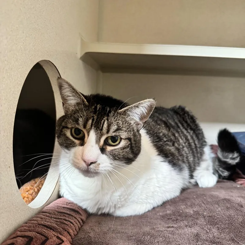 Valentine thumbnail 2