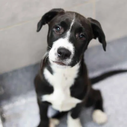 Marshall thumbnail 2