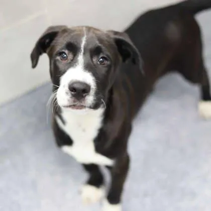 Marshall thumbnail 3