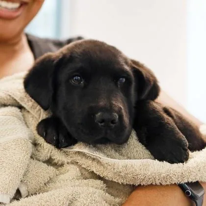 Cassanova thumbnail 2