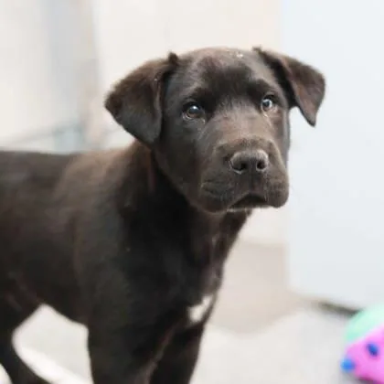 Cassanova thumbnail 3