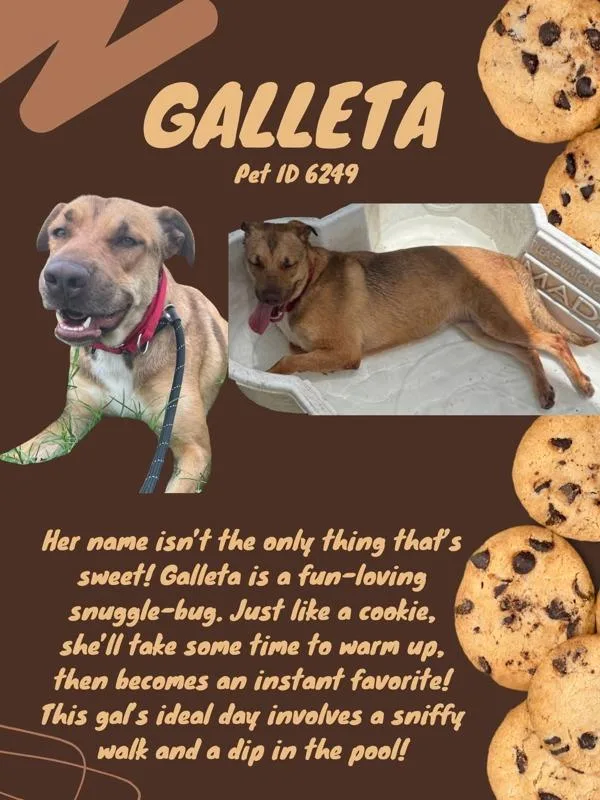 Galleta thumbnail 2